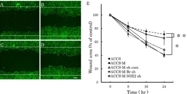 Figure 8. Effect of BRACHYURY and SOX2 knockdown on ACCS cell migration. 