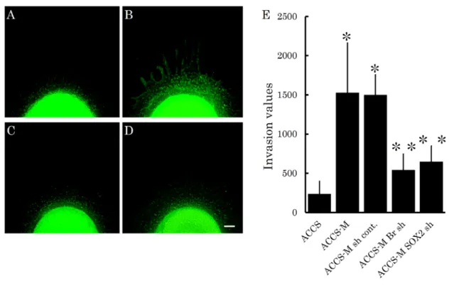 Figure 3E compares invasiveness among ACCS cell lines. Relative invasiveness values  (ACCS GFP = 1) were 6.4 (ACCS-M GFP), 2.3 (ACCS-M shBr GFP), and 3.2 (ACCS-M  shSOX2 GFP)