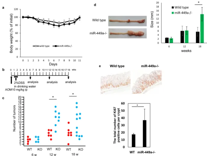 Figure 4.  Increased colon tumor formation after AOM/DSS treatment in miR-449a −/−  mice