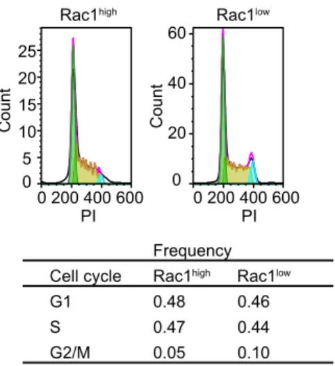 Figure S1. (A) Rac1 activity of a single C6 glioma cell and its daughter cells traced for five  days