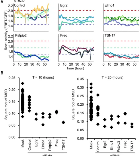 Figure S2. Suppression of Rac1 activity fluctuation by the knockdown of genes enriched in the Rac1 high cells