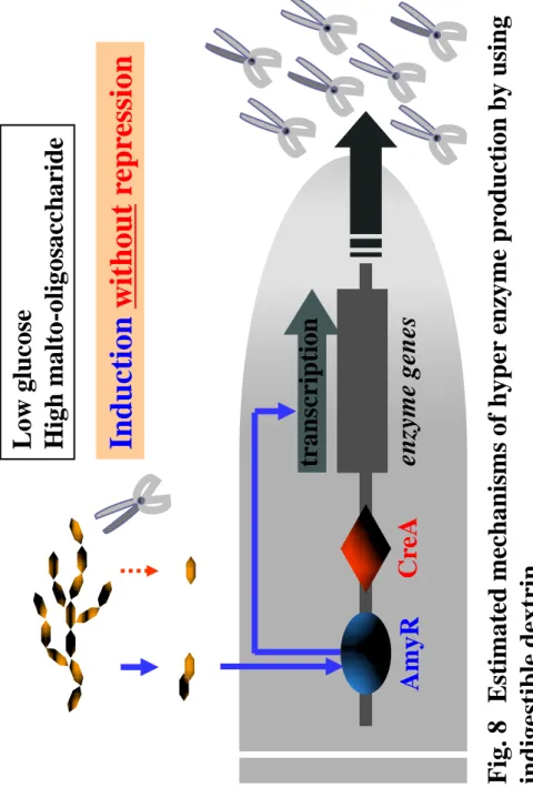 Fig. 8Estimated mechanisms of hyper enzyme production by using  indigestible dextrin. 