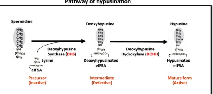 Figure 1.1: Pathway of eIF5A hypusination .  
