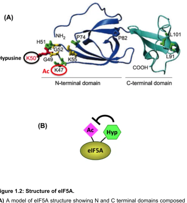 Figure 1.2: Structure of eIF5A.  