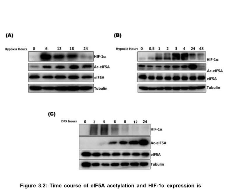 Figure  3.2:  Time  course  of  eIF5A  acetylation  and  HIF-1α  expression  is  different