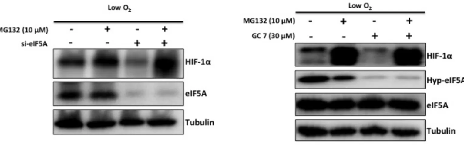 Figure  3.4:  In  the  absence  of  functional  eIF5A,  HIF-1α  protein  is  degraded by proteasome