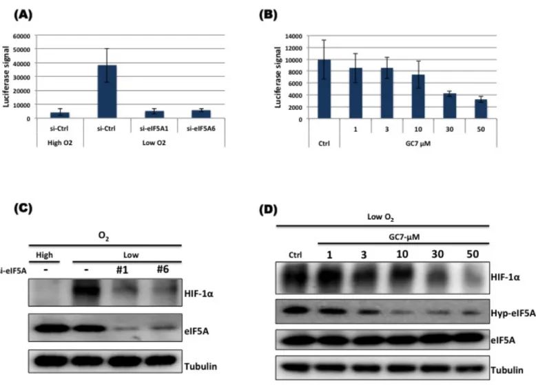 Figure  4.1:  Functional  eIF5A  is  essential  for  HIF-1α  transcriptional  activity