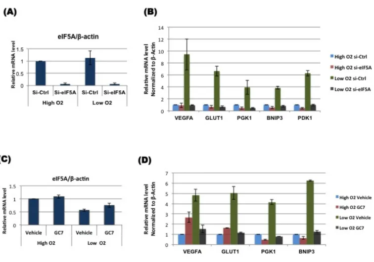 Figure  4.2:  Functional  eIF5A  is  essential  for  HIF-1  target  gene  expression.  A549  cells  were  transfected  with  scramble  control  or  siRNA  against  eIF5A  for  72  hours