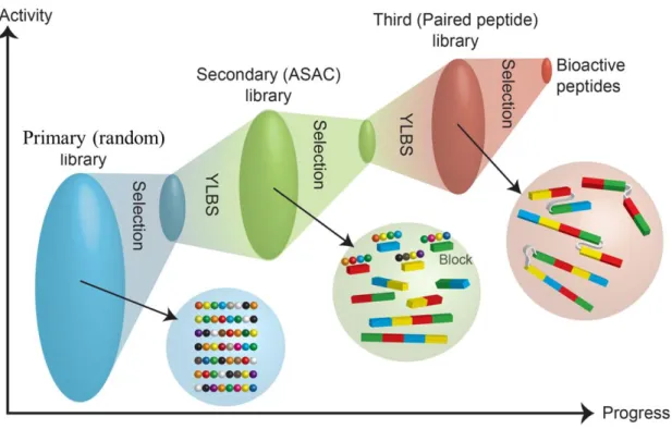Figure 1.1.  Progressive library method. Functional peptides were identified from the  first  random  peptide  library