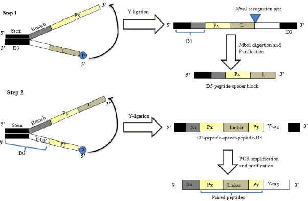 Figure  2.1.  Schematic  representation  of  generation  of  paired  peptide  (PP)  library  by  Y-ligation-based  block  shuffling  (YLBS)  method