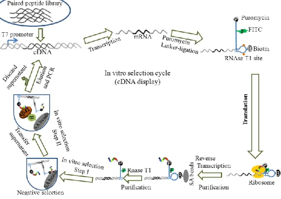Figure 2.2. Scheme for in vitro peptide selection. A paired peptide library was  used for this purpose