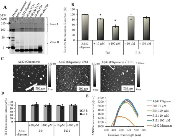 Figure 2.7. Effect of the PPs on the oligomerization of Aβ42. Aβ42 (50 µM) was  incubated in the absence or presence of the PPs (10 µM or 100 µM) for 24 h or 48 h  without shaking at 37°C
