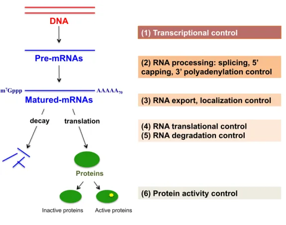 Figure 1. Gene expression can be controlled at different levels. 