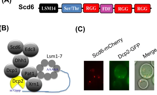Figure  5.  Protein  Scd6.  (A)  The  domain  architecture  of  Scd6.  (B)  Scd6  is  a  decapping  activator
