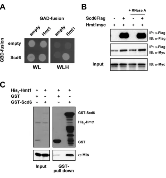 Figure 6. Scd6 interacts with Hmt1. (A) Two-hybrid analysis; the yeast strain PJ69-4A  was  co-transformed  with  pGBD-c1  or  pGBD-c1-SCD6  with  either  pGAD-c1  or  pGAD-c1-HMT1,  colonies  were  spotted  onto  SC-Leu-Trp  (WL)  and  SC-Leu-Trp-His  (WL