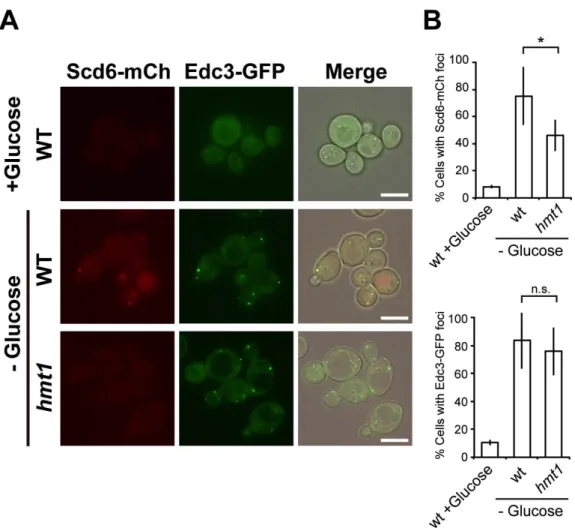 Figure  9.  Hmt1  affected  Scd6  subcellular  localization.  (A)  Localization  of  Scd6-mCherry  and  Edc3-GFP;  Wild-type  (WT)  and  hmt1  mutant  cells  carrying  endogenous  mCherry-tagged Scd6 were transformed with the pRS314-EDC3-GFP plasmid