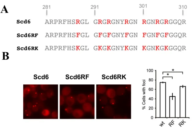 Figure  10.  Subcellular  localization  of  Scd6  proteins  with  mutations  in  the  RGG  motifs