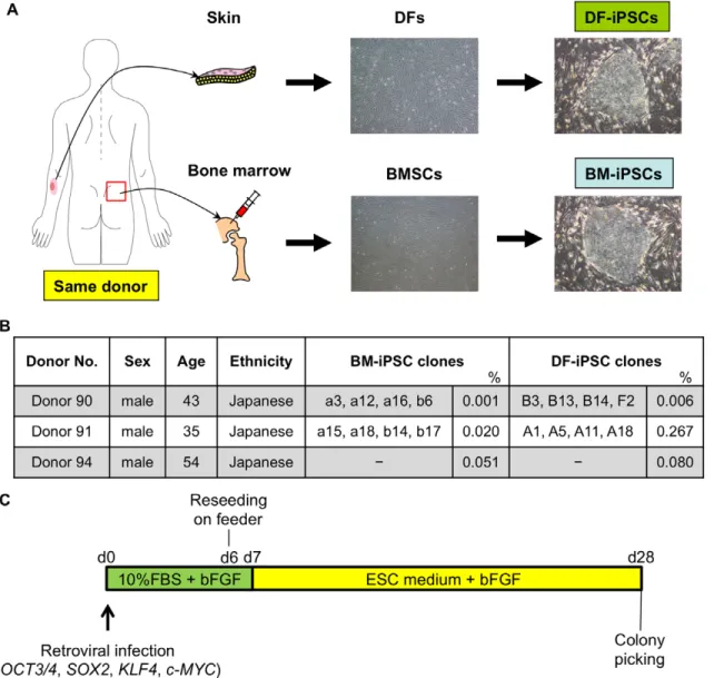 Figure 1. Generation of iPSCs from BMSCs and DFs of the same donor. A) Schematic representation of the generation of iPSCs from dermal fibroblasts (DFs) and bone marrow stromal cells (BMSCs) of the same healthy donor
