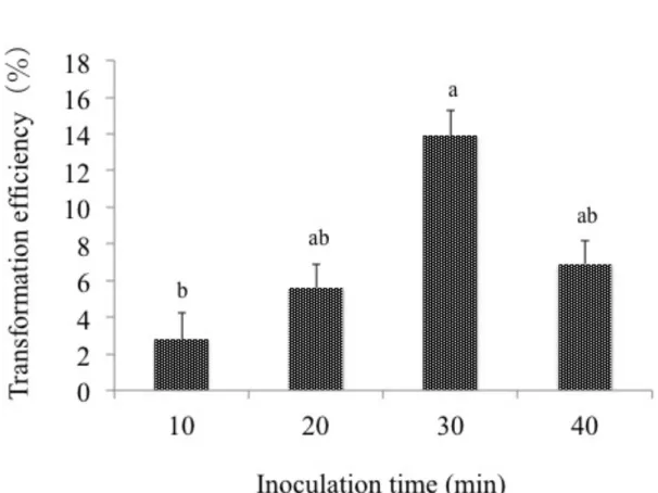 Figure 3-1. Effect of the inoculation time of PLBs with Agrobacterium on  transformation efficiency of Dendrobium Formidible ‘Ugusu’