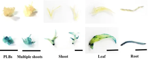 Figure 3-5. GUS histochemical assay of Dendrobium Formidible ‘Ugusu’ at different growth  stages 