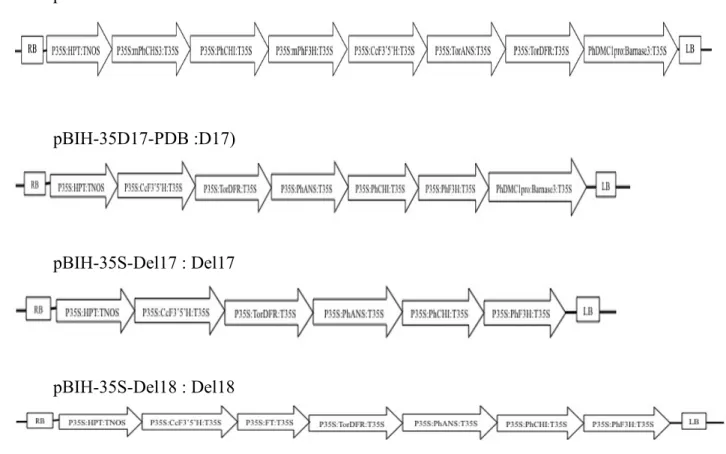 Figure 4-2. Four different vectors using in introducing F3’5’H gene via Agrobacterium- Agrobacterium-mediated transformation 