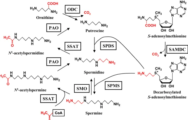 Fig. 2.   Polyamine metabolic pathway in mammalian cells.  ODC, ornithine  decarboxylase; PAO, polyamine oxidase; SAMDC, S-adenosylmethionine  decarboxylase; SMO, spermine oxidase; SPDS, spermidine synthase; SPMS, spermine  synthase; SSAT, spermidine/sperm