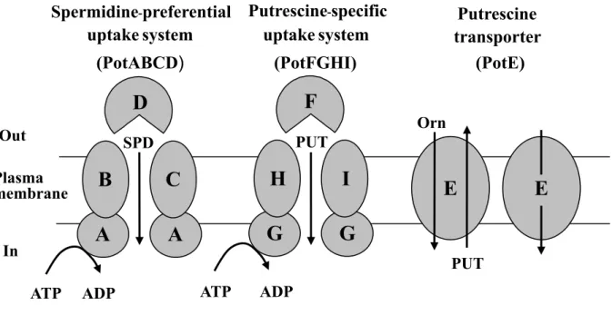 Fig. 3.  Polyamine transport system in E. coli. PUT, putrescine; SPD, spermidine;  Orn, ornithine  EEOrnPUTGHGIFPUTATPADPSPDADPATPACABDOutPlasmamembraneInuptake system (PotABCD) uptake system(PotFGHI) Putrescine transporter (PotE) Spermidine-preferentialPu