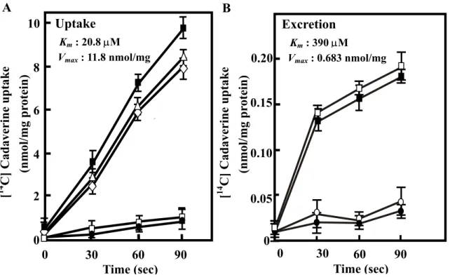 Fig. 5.  Cadaverine uptake (A) and excretion (B) by CadB.  A.  Cadaverine uptake  activity was measured using intact cells of MA261cadC::Km containing pMW119 or pMWcadB  with 10 µM [ 14 C]cadaverine as a substrate as described in “Experimental procedures”
