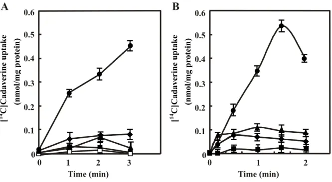Fig. 6.  Effect of ionophores (A) and artificially imposed ion gradients (B) on  cadaverine uptake by right side-out membrane vesicles of JM109/pUCcadB