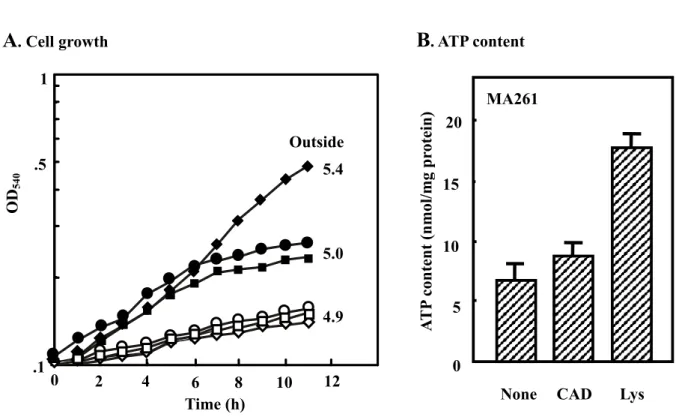 Fig. 7.  Cell growth and ATP content in cells cultured at acidic conditions.  A.  
