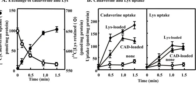 Fig. 8.    Exchange of cadaverine (CAD) with lysine (Lys) (A), and cadaverine and  lysine uptake (B) by inside-out membrane vesicles