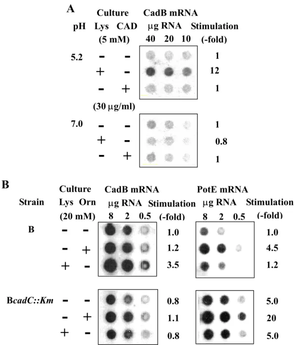 Fig. 10.    Expression of CadB and PotE mRNAs.    A. Expression of CadB mRNA in  MA261 cultured at acidic and neutral pH in the presence and absence of lysine or  cadaverine