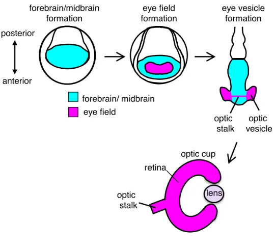 Fig. 1. Developmental processes of vertebrate eye.   