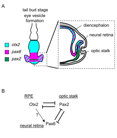Fig. 13. Expression patterns and gene interactions involved in the patterning of  eye vesicle