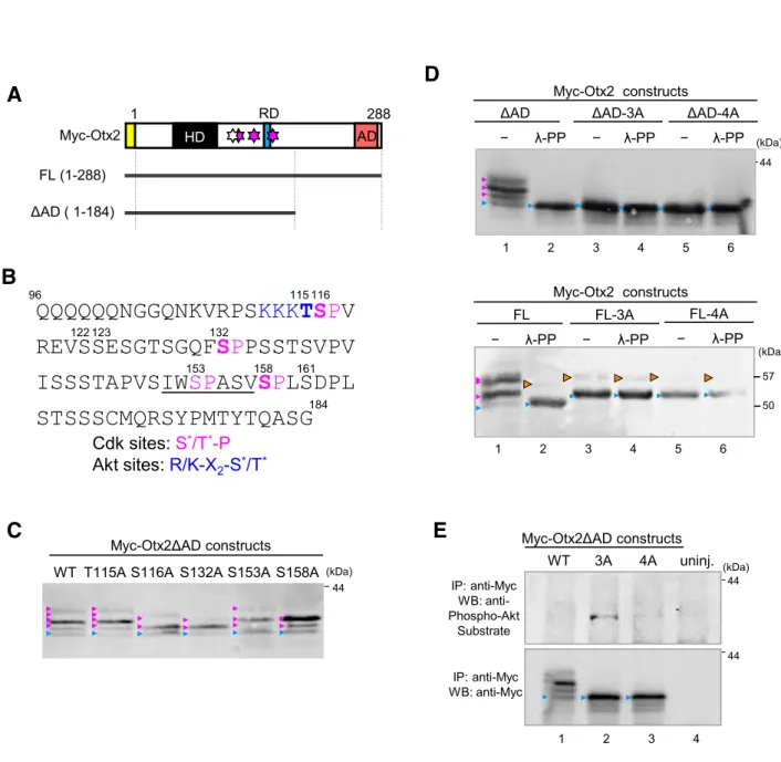 Fig. 14. Exogenous Otx2 is phosphorylated.   