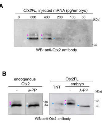 Fig. 16. The detection limit of Otx2FL and phosphorylation of endogenous Otx2  by western blotting
