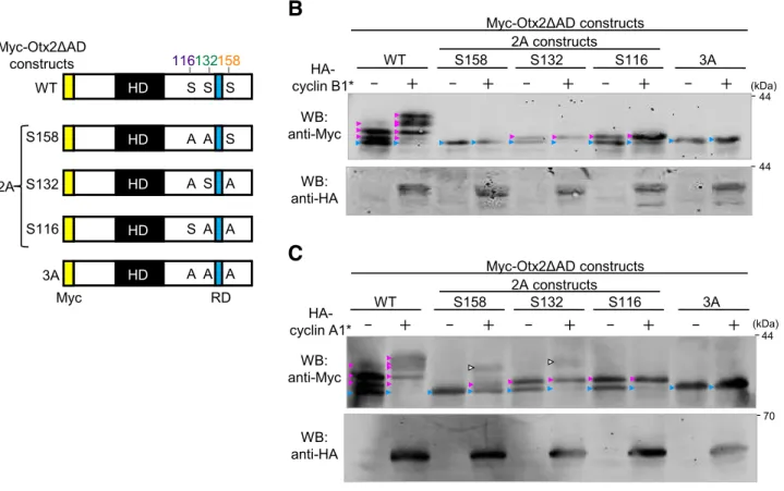 Fig. 18. Preference of cyclin B/Cdk and cyclin A/Cdks for Cdk sites of Otx2.   