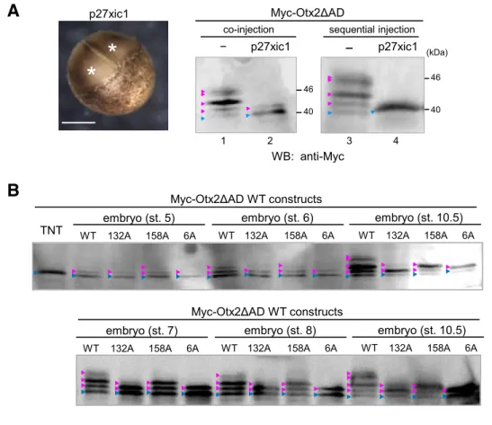 Fig.  19.  Effects  of  p27xic1  to  phosphorylation  of  Otx2  and  developmental  changes of phosphorylation of Otx2