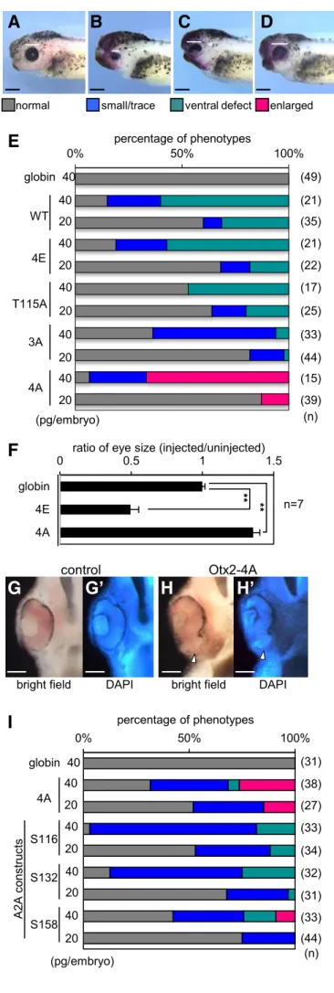 Fig.  20.  Phosphomutants  of  Otx2  exhibit  the  distinct  activity  as  assessed  by 