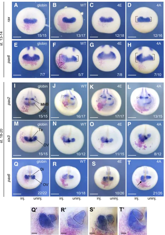 Fig. 21. Increased expression of eye marker genes by Otx2 mutant 4A.  