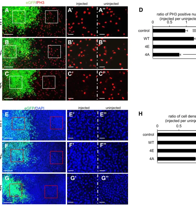 Fig. 22. Phosphomimetic Otx2 mutant 4E stimulates cell proliferation. 
