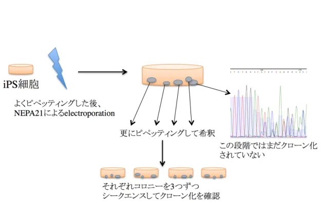 図 3. CRISPR/Cas9 システムによる iPS 細胞の遺伝子編集