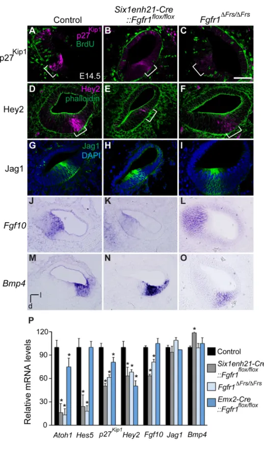 Figure 7. FGFR1-Frs2/3 pathway is required for the specification of prosensory domain