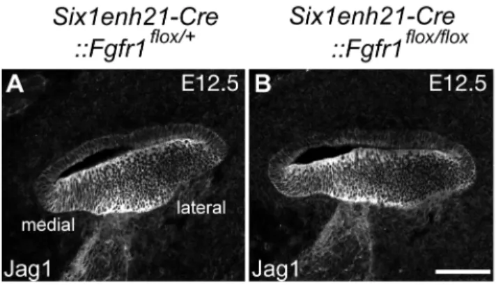 Figure 11. Sox2 down-regulation is independent of Jag1 action. (A, B) Expression of Jag1, the Notch ligand important for Sox2 expression, is unaffected in control (A) and Six1enh21-Cre::Fgfr1 flox/flox cochlea (B) at E12.5