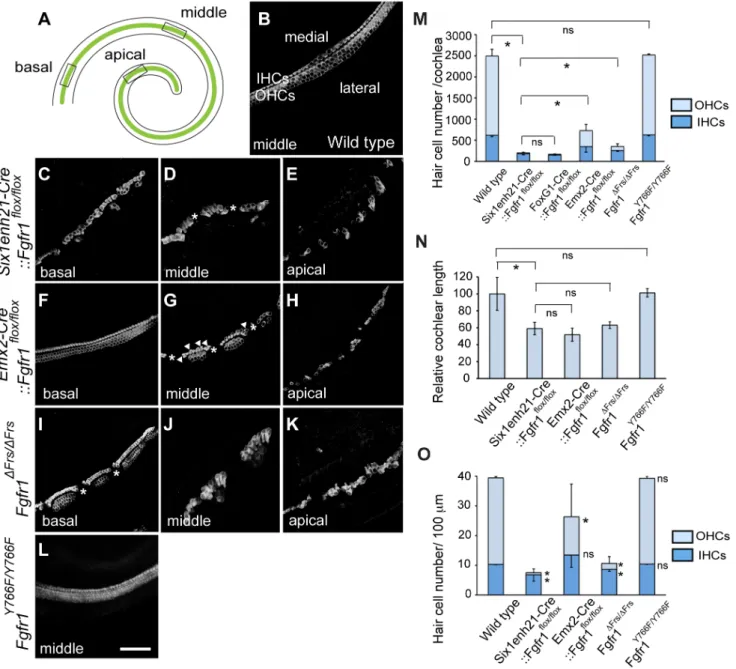 Figure 3. Cochlear hair cells are reduced in Fgfr1 mutants. (A) Schematic of whole mount view of neonatal cochlear duct