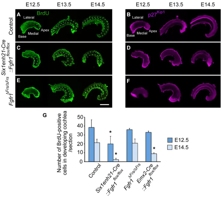 Figure 6. FGFR1-mediated cell proliferation is not mediated by Frs2/3 interaction. Cochlear whole mounts from controls (A, B), Six1enh21- Six1enh21-Cre::Fgfr1 flox/flox (C, D) and Fgfr1 DFrs/DFrs (E, F) were assessed for incorporation of BrdU injected 2 ho