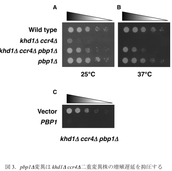 図 3 ． pbp1 Δ 変異は khd1 Δ  ccr4 Δ 二重変異株の増殖遅延を抑圧する Ａ．それぞれの変異株を SC 培地にスポットし、25℃で培養して、増殖速 度を検討した。スポットはそれぞれ 5 倍希釈されている。 B ．それぞれの変異株を SC 培地にスポットした。高温感受性を比較する ために 37℃で培養した。スポットはそれぞれ 5 倍希釈されている。  Ｃ． khd1 Δ   ccr4 Δ   pbp1 Δ 三重変異株に Vector と PBP1 遺伝子を発現するプ ラスミドを導入し、ス