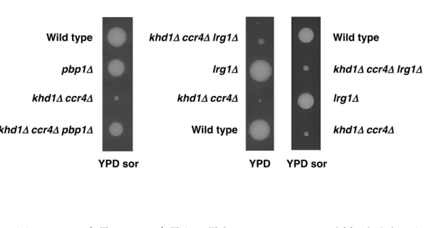 図 6 ． pbp1 Δ 変異は lrg1 Δ 変異とは異なり、ソルビトール添加培地上でも       khd1 Δ  pop2 Δ 二重変異株の増殖遅延を抑圧する