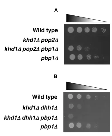 図 7 ． pbp1 Δ 変異は khd1 Δ  pop2 Δ 二重変異株の増殖遅延を抑圧する Ａ B ．それぞれの変異株を SC 培地にスポットして 25 ℃で培養後、 Pbp1 と Pop2 および Dhh1 との遺伝的相互作用を検討した。 スポットはそれぞれ 5 倍希釈されている。 Wild typekhd1Δ!pop2Δkhd1Δ!pop2Δ pbp1Δpbp1ΔWild typekhd1Δ!dhh1Δkhd1Δ!dhh1Δ pbp1Δpbp1ΔAB