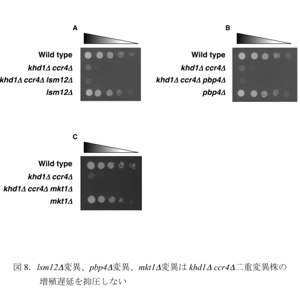 図 8 ． lsm12 Δ 変異、 pbp4 Δ 変異、 mkt1 Δ 変異は khd1 Δ  ccr4 Δ 二重変異株の          増殖遅延を抑圧しない  Ａ BC ． それぞれの変異株を SC 培地にスポットして 25 ℃で培養後、 Lsm12 、 Pbp4、Mkt1 と Khd1 および Ccr4 との遺伝的相互作用を検討した。  スポットはそれぞれ 5 倍希釈されている。Wild typekhd1Δ!ccr4Δkhd1Δ!ccr4Δ lsm12Δlsm12ΔA BWild typekhd1Δ